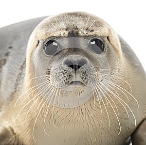 Close-up of a Common seal looking at the camera, Phoca vitulina photo