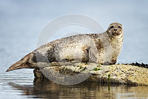 Close up of Common Seal lying on a rock in harbor