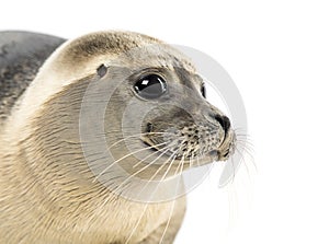 Close-up of a Common seal, Phoca vitulina, 8 months old