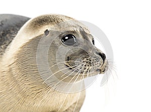 Close-up of a Common seal, Phoca vitulina, 8 months old photo