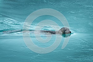 Close up of a common seal swimming  in the icy blue water of Jokulsarlon glacier lagoon Iceland