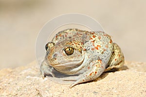 Close up of common spadefoot toad photo