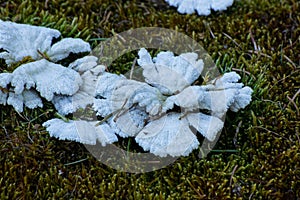 Close up of a common split gill mushroom, Schizophyllum commune or gemeiner SpaltblÃÂ¤ttling photo