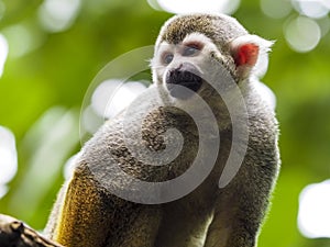 Close-up of a Common Squirrel Monkey