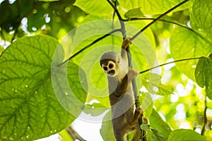 Close-up of a Common Squirrel Monkey at Amazon River Jungle