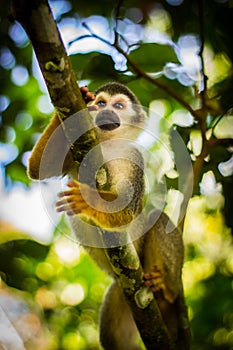 Close-up of a Common Squirrel Monkey at Amazon River Jungle