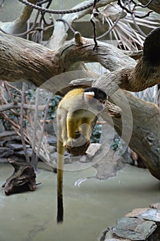 Close-up of a Common Squirrel Monkey photo