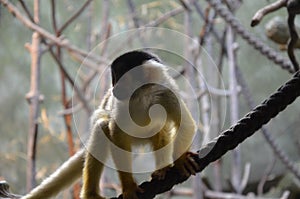 Close-up of a Common Squirrel Monkey photo