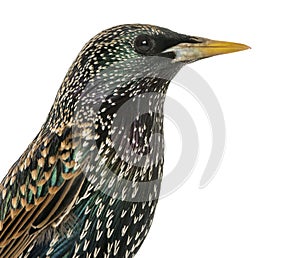 Close-up of a Common Starling, Sturnus vulgaris, isolated