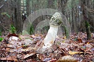 Close up of a Common Stinkhorn, Phallus impudicus, hat covered with slimy green spore layer