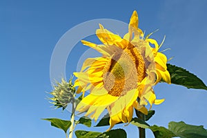A close up of common sunflower (Helianthus annuus) and sunflower bud against the clear blue sky