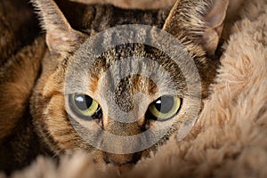 Close-up of common tabby cat face with green eyes, looking up, on brown background,