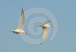 Close up of a common tern