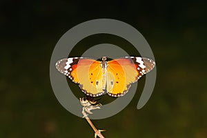 Close up Common Tiger butterfly (Danaus genutia) on branch