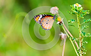 Close up Common tiger Butterfly on grass flowers