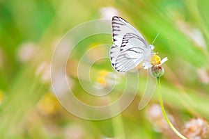 Close up Common tiger Butterfly on grass flowers