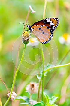 Close up Common tiger Butterfly on grass flowers