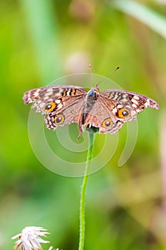 Close up Common tiger Butterfly on grass flowers