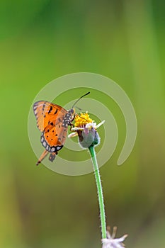 Close up Common tiger Butterfly on grass flowers