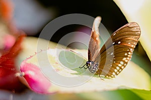 Close up common tiger butterfly on Leaves in garden