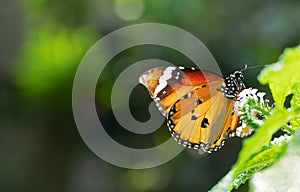 Close up Common Tiger Butterfly is Preparing to Suck Nectar from White Flower with Copy Space