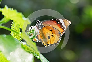 Close up Common Tiger Butterfly is Preparing to Suck Nectar from White Flower Isolated on Background