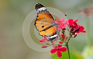 Close up Common Tiger Butterfly are Sucking Nectar from Red Flower