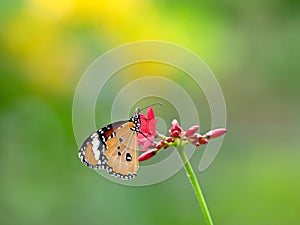 Close up Common Tiger Butterfly are Sucking Nectar from Red Flower, Selective Focus