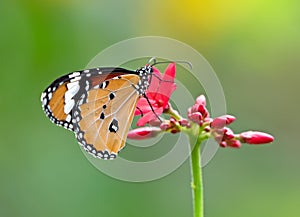 Close up Common Tiger Butterfly are Sucking Nectar from Red Flower, Selective Focus