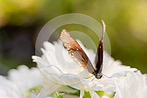 Close up common tiger butterfly on  white flower in garden
