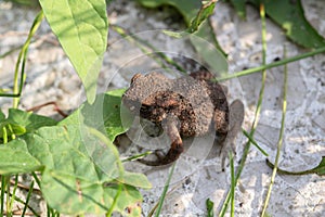 Close Up Of A Common Toad