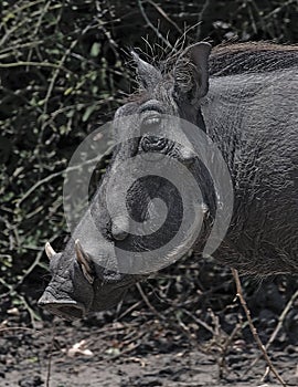 Close-up of a Common Warthog Phacochoerus africanus in the wild