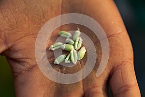 Common wheat Triticum aestivum green and new at farmer hand