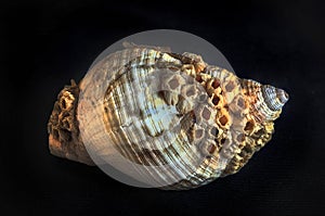 Common whelk and barnacles