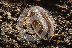 Close up of a common woodlouse, Oniscus asellus, adorned with yellow spots