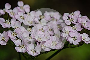 Close-up of common yarrow flowers