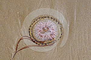 Close up of a Compass Jellyfish on Abersoch beach in Gwynedd, Wales