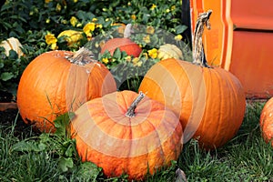 Close up of composition of orange pumpkins in the garden. Autumn, outdoor fall background. Harvest and Thanksgiving concept