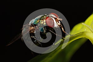 Close up compound eye of fly on black background