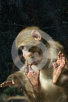 Monkey trapped inside a glass cage held in captivity