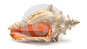 A large conch shell on a white background (ai generated)