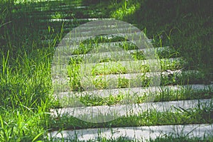 Close up concrete footpath or walkway on green grass surrounded with green bush background in vintage style.