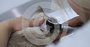Close-up. Conducting an otoscopy on a cat at a veterinarian's appointment. A woman doctor carefully examines the
