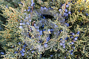 The close up of cone -berry-like - Juniperus excelsa, commonly called the Greek Juniper.