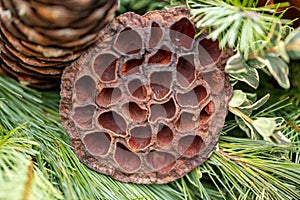 close up of a cone on pine needles