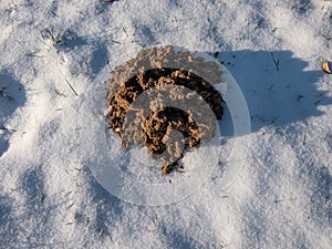 Close-up of the cone shaped mole mound (molehill) of soil and dirt among white snow. European Mole (Talpa