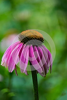 Close-up of Coneflower Echinacea purpurea