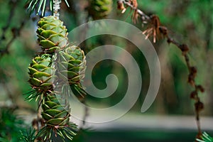 Close-up conifer branch with lots of cones