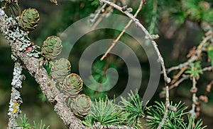 Close-up conifer branch with lots of cones