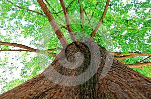 Close up Coniferous tree